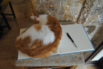 Obraz premium micio assonnato