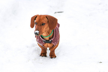 Dog with coat in the snow.