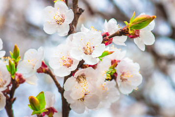 delicate flowers and young leaves of apricot wood
