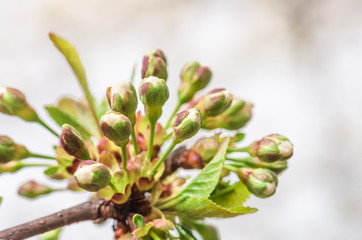 cherry flower buds, spring background