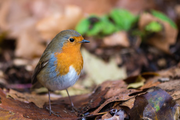 Robin (Erithacus rubecula) on ground on fallen leaves. Bird hunting for food in profile with...