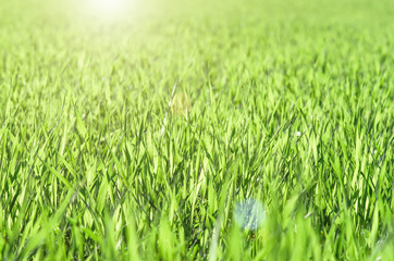 green shoots of wheat on farmer field in spring