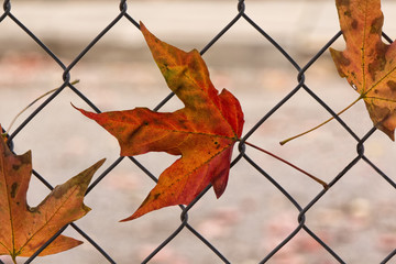 Fall leaves caught in fence