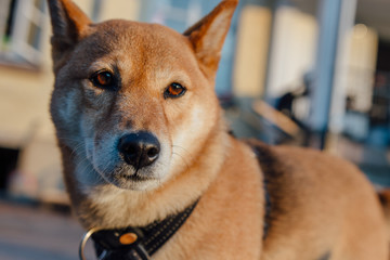 dog looking smart