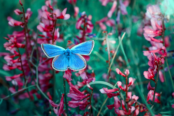 Panele Szklane  Butterfly