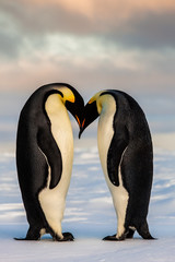 Fototapeta na wymiar Two emperor penguins in love