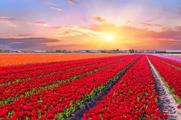 Poster Bloeiende tulpenvelden in een Nederlands landschap bij zonsondergang in Nederland © Nataraj