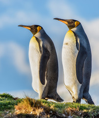 King Penguins