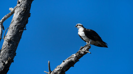 Osprey Sea Hawk Perched on a Tree Limb - 129504925