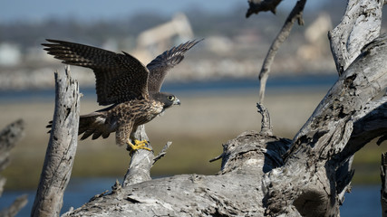 Peregrine Falcon (Immature) with Wings Spread, Stretching, Perched on of Tree Limb - 129504932