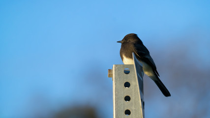 Black Phoebe Perched on Signpost - 129504957