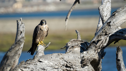 Peregrine Falcon (Immature) Perched on a Tree Limb - 129504964