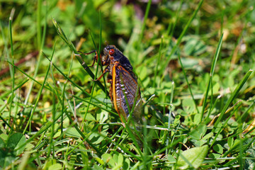 Cicada