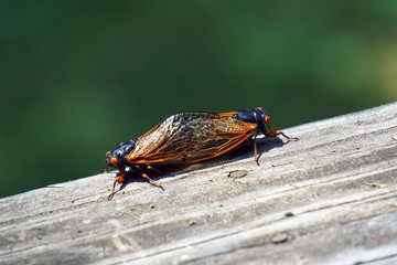 Two Cicadas