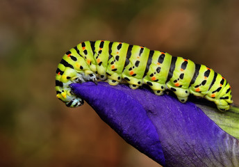 Caterpillar