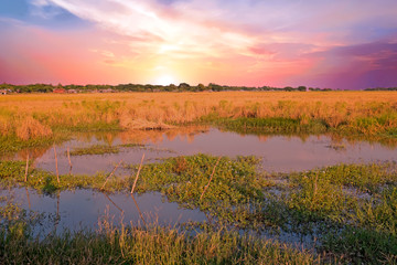 Beautiful sunset on the rice fields near Yangon in Myanmar