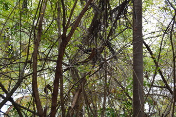 Bambu