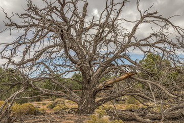 dead tree