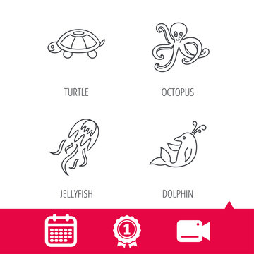 Achievement and video cam signs. Octopus, turtle and dolphin icons. Jellyfish linear sign. Calendar icon. Vector
