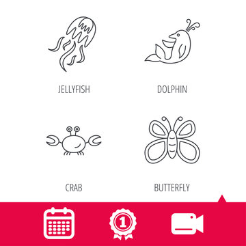 Achievement and video cam signs. Jellyfish, crab and dolphin icons. Butterfly linear sign. Calendar icon. Vector