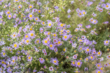 nature small purple flowers