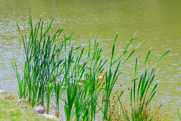 reeds growing at the lake