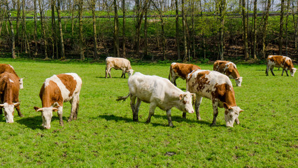 Dirty cow. Cows grazing on a green field