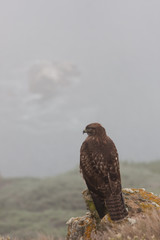 Watcher