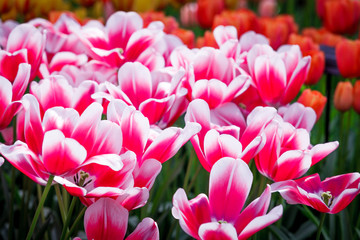 Obraz premium Tulip. colorful tulips. tulips in spring,colourful tulip