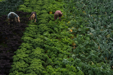 Workers picking field of green and purple organic kale © photographyfirm