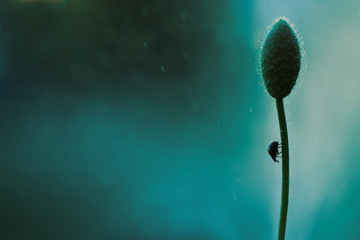 Ladybug loves the smell of poppy - obrazy, fototapety, plakaty