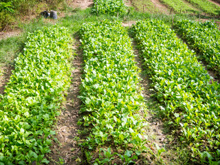 Chinese Cabbage organic farm in Thailand