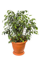 Ficus benjamina isolated on white background