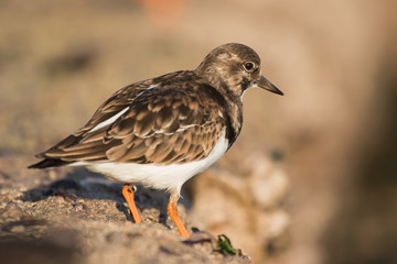 Ruddy Turnstone, Turnstone, Arenaria interpres