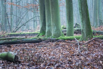 Tree trunk covered by green moss