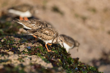 Ruddy Turnstone, Turnstone, Arenaria interpres