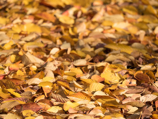 紅葉した葉が降り積もった地面
