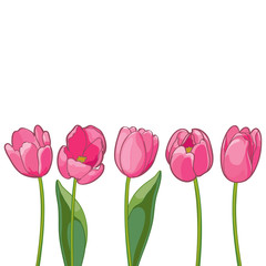 Pink tulips on white background. Vector illustration