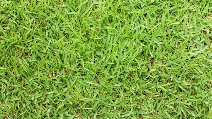 Green grass texture or Green grass background for design with copy space for text or image. Top view of natural green grass for golf course and soccer field.