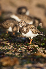 Ruddy Turnstone, Turnstone, Arenaria interpres