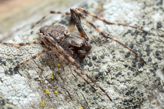 Male walnut orb-weaver spider, Nuctenea umbratica on wood