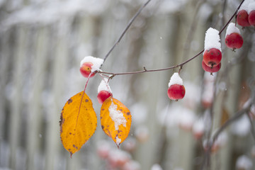 Fall Snow