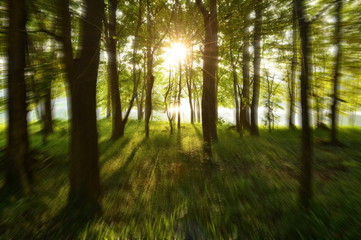 Silhouette of sunlight in the green forest with zoom effect blur background