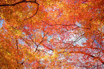 autumn leaves in kyoto japan