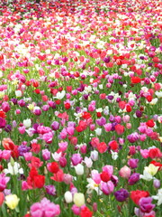 Tulip, flower field at Hitachi Seaside Park in Japan. 