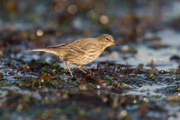 Meadow Pipit, Anthus pratensis