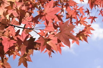 Fototapeta premium モミジバフウの紅葉