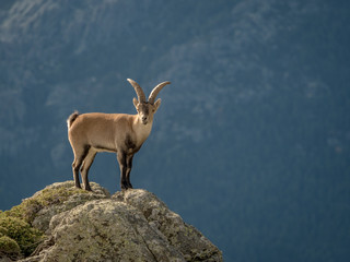 Alpine ibex male on the top of the mountain - 129513920