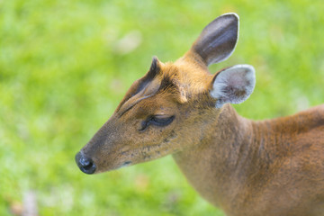 Muntiacus muntjak or fea's barking deer or so called fea's muntjac with flowers in background, Khao Yai National Park