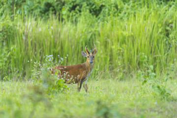 Muntiacus muntjak or fea's barking deer or so called fea's muntjac with flowers in background, Khao Yai National Park